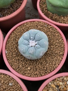 Lophophora-Cacti-Cactaceae-Cactus-Succulent-plant-Adenium-Ariocarpus-Lithops