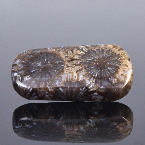 Rare Natural Agatized Fossil Coral Cabochon with Flower Pattern Indonesia 5.62g - Bild 3 von 14