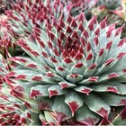 Sempervivum 'Chick Charms  Succulent plant 24