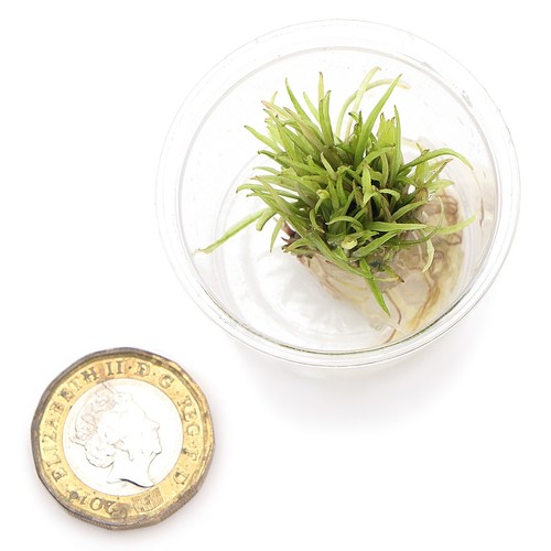 Cryptocoryne Green Gecko In Vitro Live Aquarium Plants Tropical K2AQUA - Picture 3 of 3