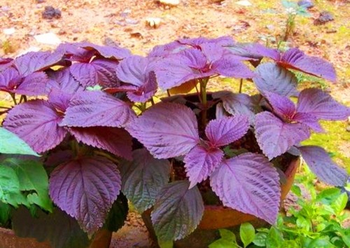 200 Purple Shiso Seeds Perilla frutescens, Asian Culinary Chinese basil Red Mint - Picture 1 of 7
