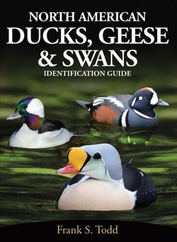 North American Ducks, Geese and Swans: an identification guide by Frank Todd - Picture 1 of 1