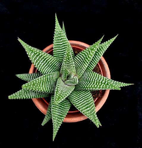 Haworthia Limifolia SPIDER WHITE 10cm pot - Picture 2 of 5