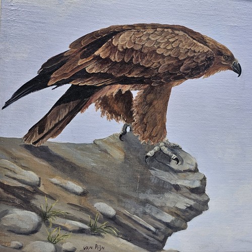 Eva Van Rijn - Oil On Board Painting- Young Eagle - Conservation Art  - Picture 2 of 7