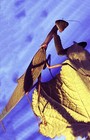 New ListingPraying Mantis