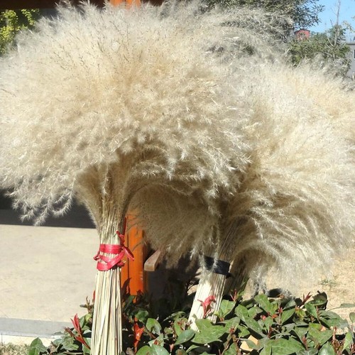 Flores Secas Naturales Pampas Hierba Caña Racimo Ramo Hágalo usted mismo Boda Fiesta Decoración - Imagen 12 de 14