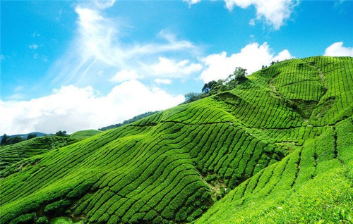 Promotion 250g Milk Oolong Tea High Quality Tie guan yin Health Care Green Tea - Picture 6 of 11