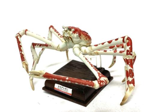 Spider Crab Figure Kaiyukan Museum Nature Technicolor Makoto Fujisei/Kitan Club - Picture 2 of 6