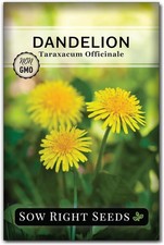 Sow Right Seeds - Common Dandelion for Planting - Non-GMO yellow