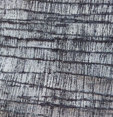 ITHACA Logwood Grey Fabric by Zoffany    Width : 138 cm   Length : 2.80 metres