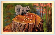 Vintage Old Postcard Squirrel Eating Nuts Tree Stump Lake Arrowhead California