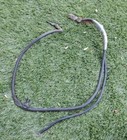 <!--F#f_0-->HOLDEN POSITIVE BATTERY LEAD HQ HJ HX HZ WB V8 253 308 MONARO STATESMAN PREMIER<!--F/-->