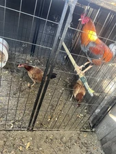 6 gamefowl     Hatching fertile Eggs