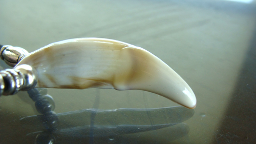 WOLF Zahn (Replik) Anhänger Halskette Schmuck - echt aussehender WOLF Zahn - Bild 4 von 7