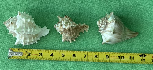 Conchas marinas océano 10 variedad de tamaños mediano pequeño playa peces decoración acuario concha - Imagen 7 de 12