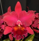 New ListingOrchids Laelia Cattleya Pot. Walnita Char ‘Big Red’ Am/Aos-2 Sheaths!