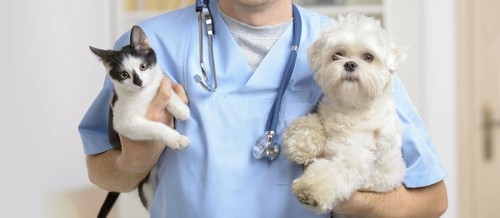 probiotics for dogs chewable - DOG AND CAT PROBIOTICS - lactobacillus dogs 1B - Picture 4 of 6