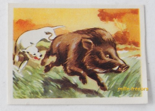 Image CHROMO Chocolat MARTOUGIN N°K5 Sanglier pour Album Chasseurs de Fauves - Picture 1 of 2