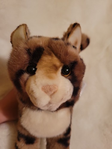 TASHETTE the Plush BENGAL CAT Stuffed Animal - by Douglas Cuddle Toys - #1862 - Picture 5 of 12