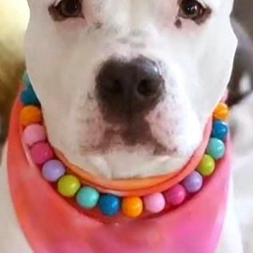Geometric Mixed Color Beads Dog Chain Hot B0 - Picture 7 of 13