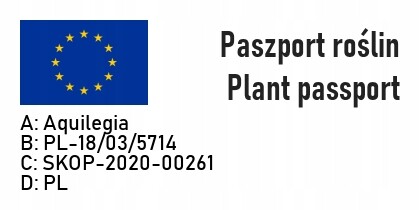 Hinoki-Scheinzypresse FILICULOIDES, im Topf - Bild 4 von 4