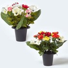Set of 2 Artificial Anemone Faux Flowers in Grave Vases 30 cm for Home/Office