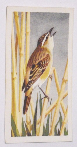 Tarjetas de té Brooke Bond 1957 retratos de aves elige el tuyo en la caja desplegable - Imagen 27 de 102