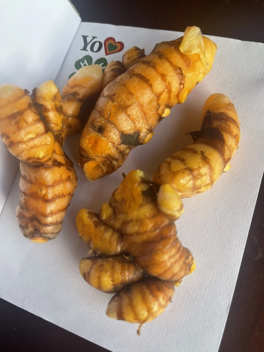 6+ Raíces De Cúrcuma Vivas Para Germinar - Rizomas Largos - Cultiva Tu Propia Planta En Casa - Origen Sri Lanka