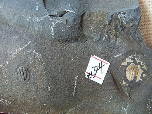 The Zhang’s Trilobite Fossil Length 0.4"/1.0 cm from Western Hunan of China - Foto 4 di 7
