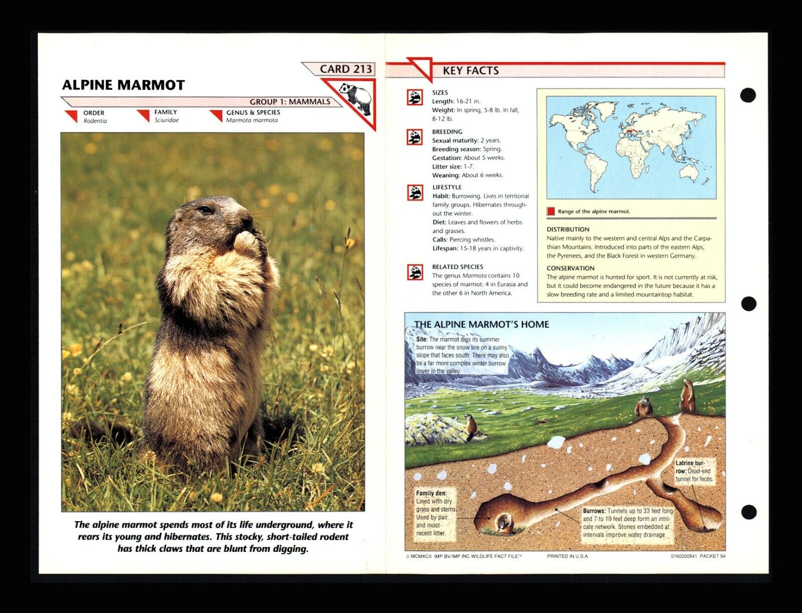 Alpine Marmot Wildlife Fact File Mammal Animal Card Home School Study | eBay Alpine Marmot Wildlife Fact File Mammal Animal Card Home School Study | eBay