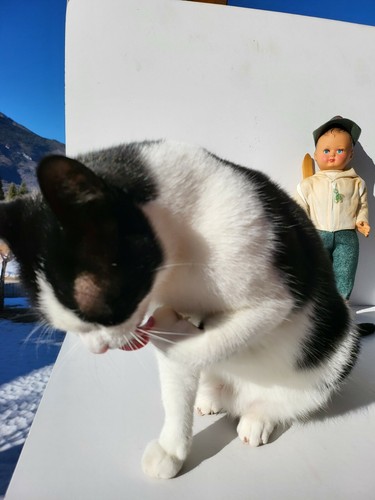 Puppe Bambola Puppe 50er Jahre Bonomi-Italy 42 cm hoch ALPINO SOLDAT alles original - Bild 9 von 9