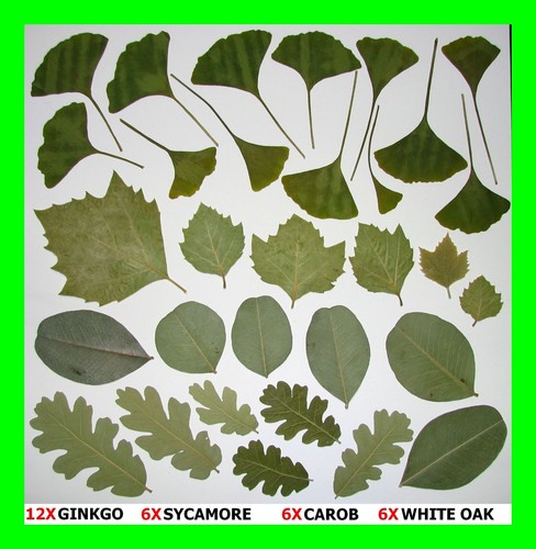 Pressed Dried Leafs Leaves Art Craft Supply Ginkgo Oak Rose Bougainvillea Trees - Picture 4 of 12