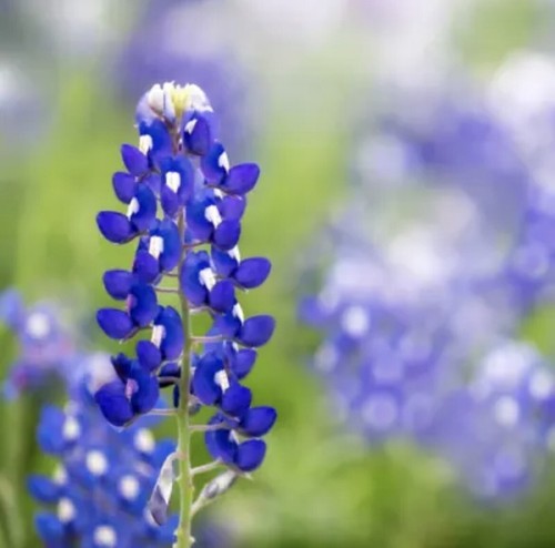 100 Texas Bluebonnet Seeds Flower Lupine Lupinus Texensis Perennial Wildflowers - Picture 5 of 5