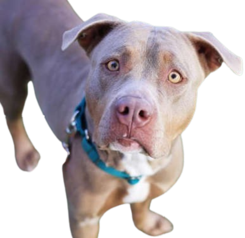 PITBULL TERRIER - Etichette per indirizzi di ritorno - 1" x 2 5/8" - Personalizzate - Foto 28 di 29