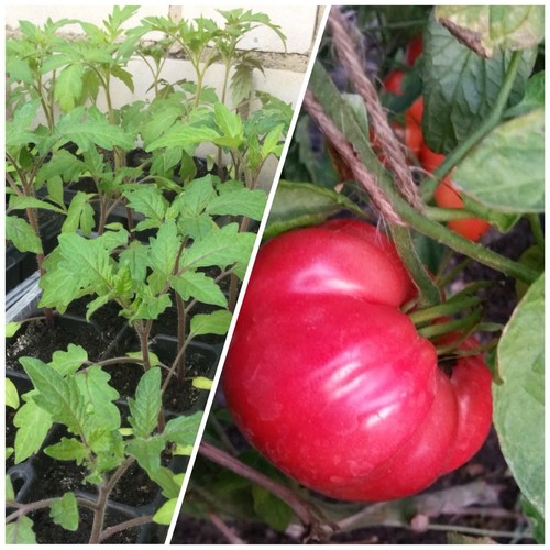 2 x Jungpflanzen Russische Malinowy Tomatenpflanzen Malinowka Tomaten Pflanzen