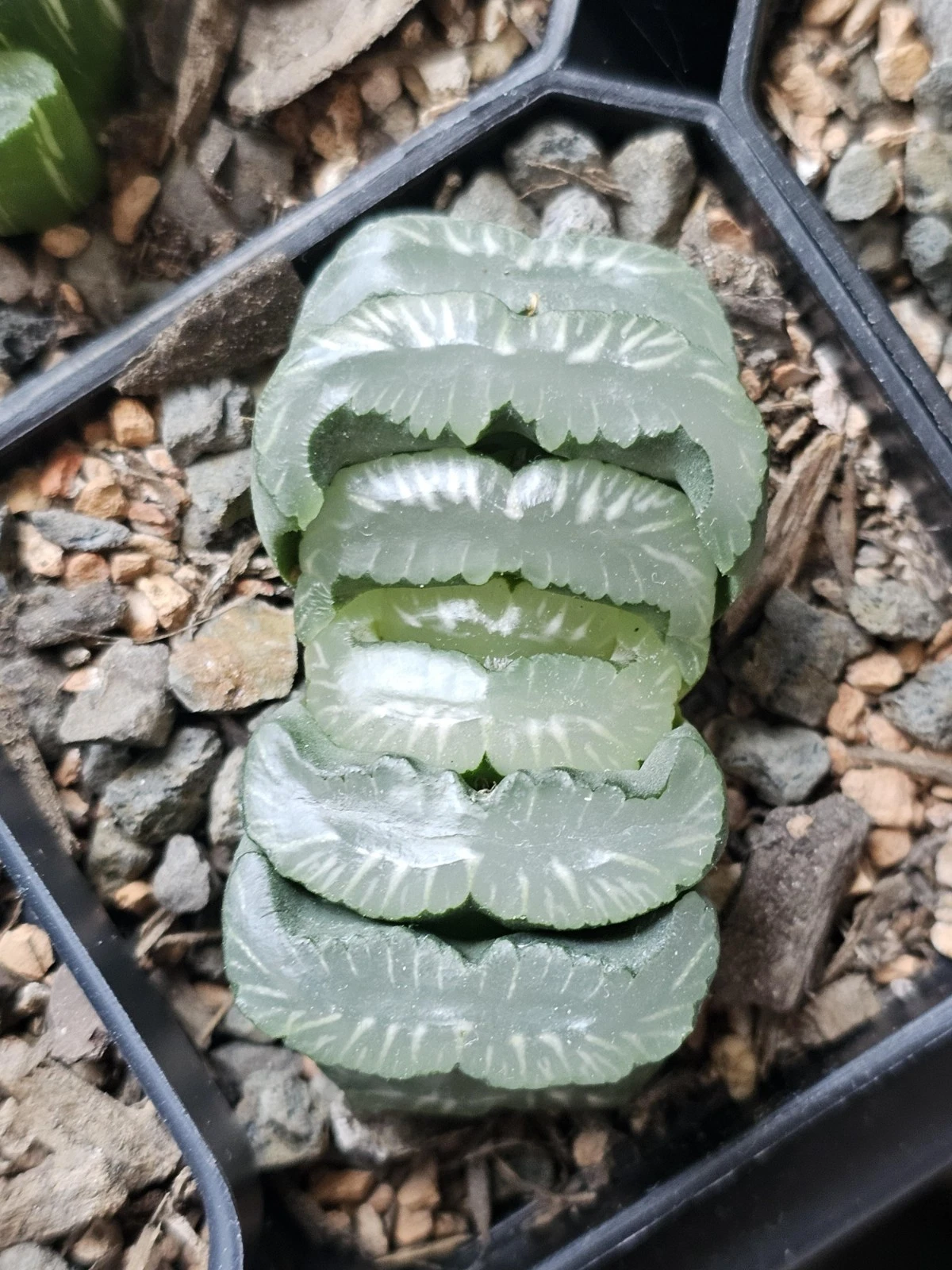 Haworthia truncata Diamond Succulent plant 5
Opens in a new window or tab