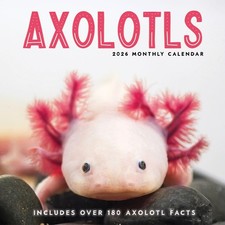 Axolotls Wall Calendar 2026 | 12” x 24” Fun Animal 12 Month | Marble City Press