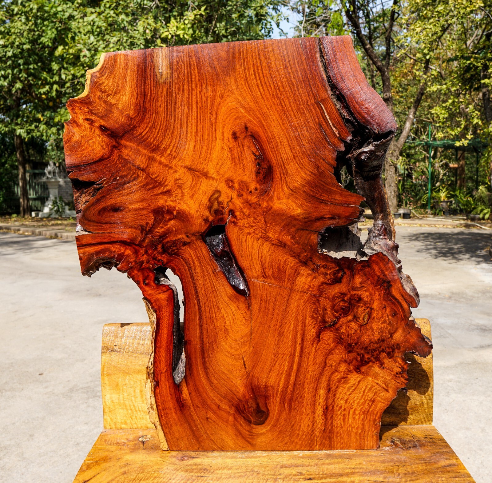 AMBOYNA BURL LUMBER Live Edge Epoxy DIY Wood Resin Epoxy Table Top Natural Slab-image