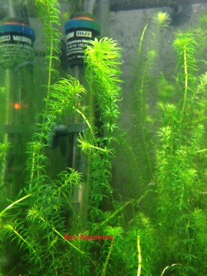 Narrow Leaf Anacharis, Egeria najas, Live Aquarium/Aquatic/Stem Plant