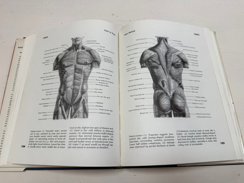 Atlas of Human Anatomy for the Artist 1974 Stephen Rogers Peck - Picture 13 of 15