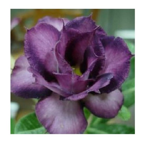 3x Adenium obesum Purple Doxxo Wüstenrose Garten Pflanzen - Samen B570 - Picture 1 of 4