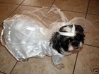 COMPANION ROAD PET DOG WEDDING DRESS W/ VEIL APPAREL 