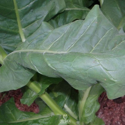Tobacco Connecticut Broadleaf 300+ piezas semillas frescas, Nicotiana tabacum - Imagen 4 de 8
