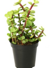 Portulacaria Afra Dwarf Jade Plant Bonsai Spekboom Elephant