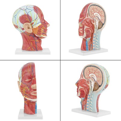 Life Size Human Anatomical Head And Face Anatomy Medical Model | eBay