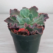 Succulent Plant - Echeveria Blue Curls - In 4" Pot