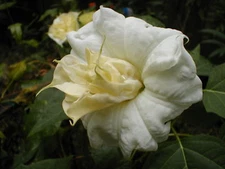 Datura Double Cream and Sugar 8 seeds