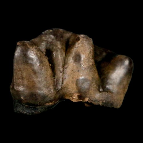1" Tapir Tapirus Veroensis Fossil Tooth Pleistocene Age Withlacoochee River FL - Picture 4 of 7