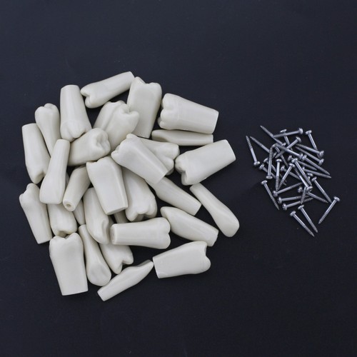 Dental Typodont Columbia 860 Teeth Model Removeable Screw UR UL LL LR 1 3 4 6 - Picture 36 of 115