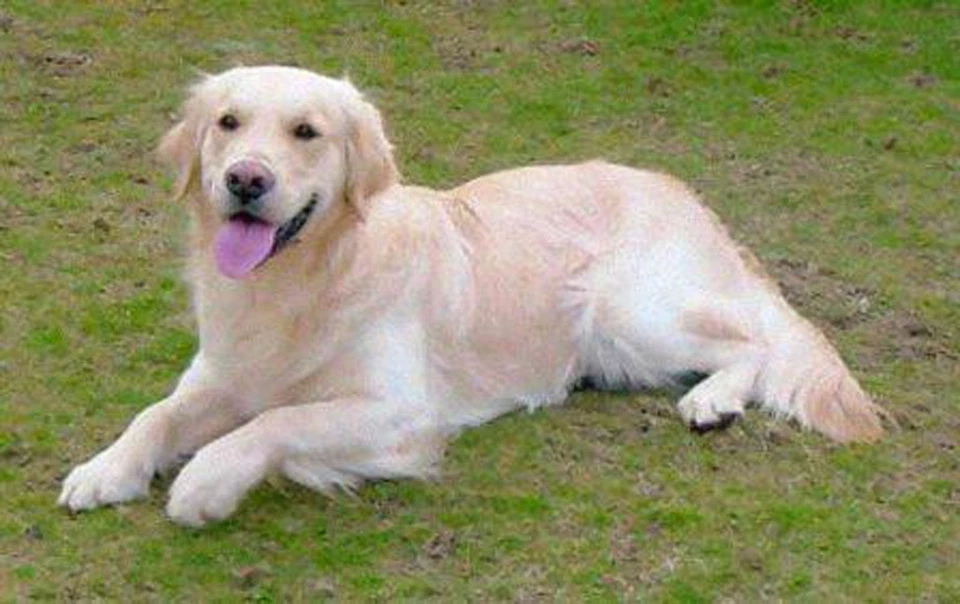 Dog Training Training Discs Chrome Plated - incl. booklet (2288) - Image 2 of 3